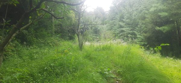 Land for orchard cottage