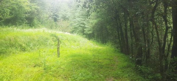 Land for orchard cottage